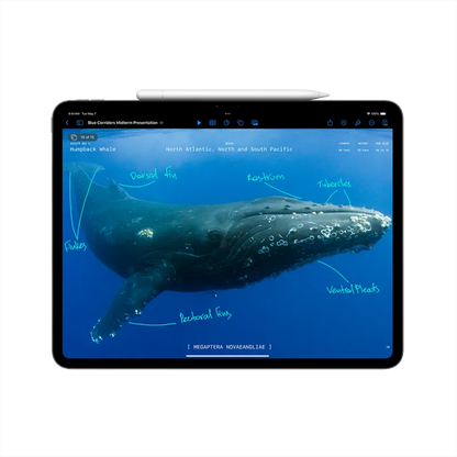 Apple MVVE3HC/A iPad Pro 11 inch M4, 1TB, Wi-Fi, Standard Glass, Space Black, 195949223440